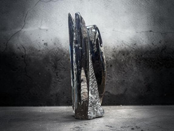 Polished Orthoceras fossil tower 787 grams with visible ancient marine fossil patterns from 400 million years ago, Raven's Cauldron, 6 N Sandusky St, Delaware, OH 43015