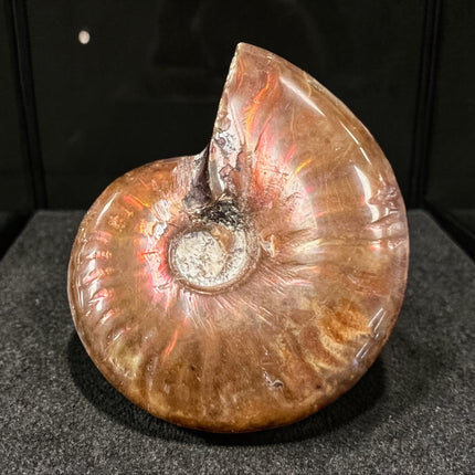 Red Ammonite fossil with natural opalescence polished crystal 26 grams Raven’s Cauldron, 6 N Sandusky St, Delaware Ohio 43015