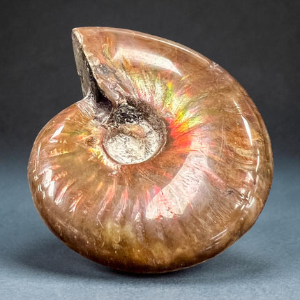 Red Ammonite fossil with natural opalescence polished crystal 26 grams Raven’s Cauldron, 6 N Sandusky St, Delaware Ohio 43015