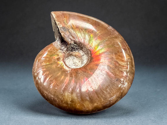 Red Ammonite fossil with natural opalescence polished crystal 26 grams Raven’s Cauldron, 6 N Sandusky St, Delaware Ohio 43015