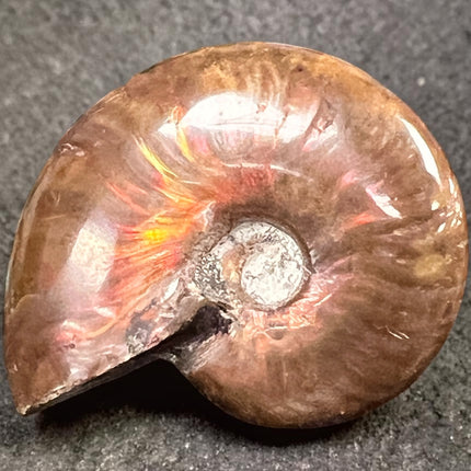 Red Ammonite fossil with natural opalescence polished crystal 26 grams Raven’s Cauldron, 6 N Sandusky St, Delaware Ohio 43015