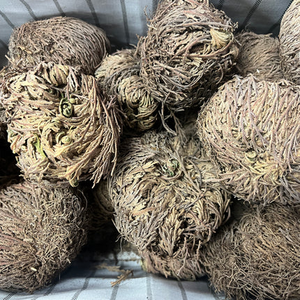 Natural Rose of Jericho resurrection plant dried and partially opened for renewal, prosperity, and spiritual practice – Raven's Cauldron, Delaware, OH