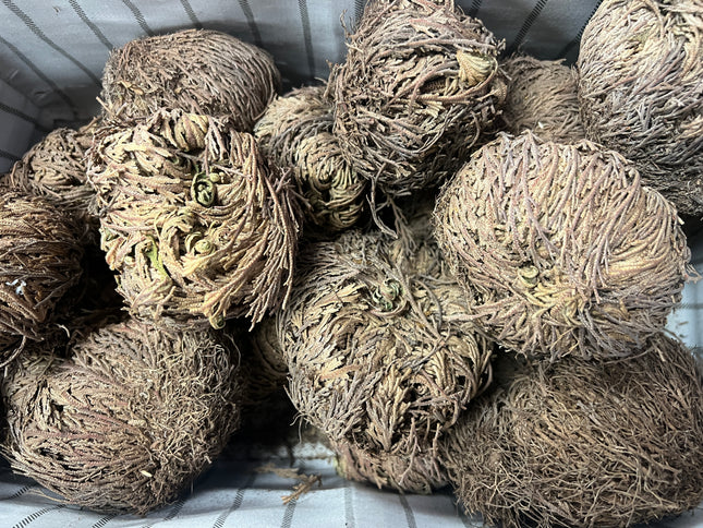 Natural Rose of Jericho resurrection plant dried and partially opened for renewal, prosperity, and spiritual practice – Raven's Cauldron, Delaware, OH
