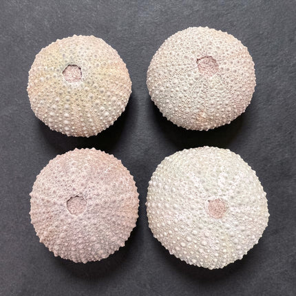 Sea Urchin Fossil 1.75 inch natural echinoid fossil specimen 36 grams Raven’s Cauldron Delaware Ohio