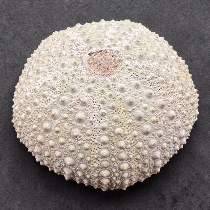 Sea Urchin Fossil 1.75 inch natural echinoid fossil specimen 36 grams Raven’s Cauldron Delaware Ohio
