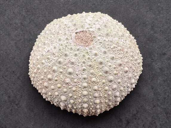 Sea Urchin Fossil 1.75 inch natural echinoid fossil specimen 36 grams Raven’s Cauldron Delaware Ohio