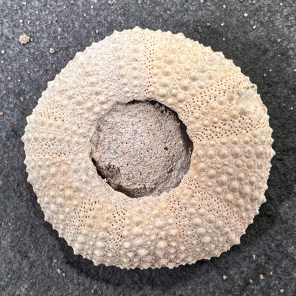 Sea Urchin Fossil 1.75 inch natural echinoid fossil specimen 36 grams Raven’s Cauldron Delaware Ohio