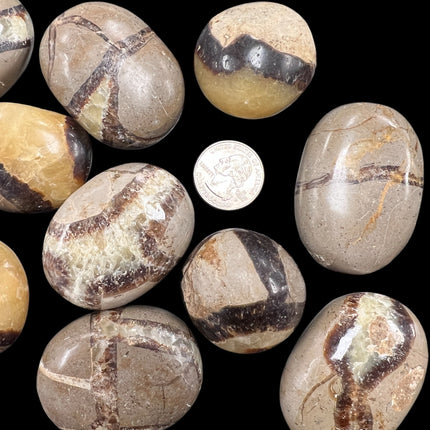 Septarian Palm Stones from Raven's Cauldron, 6 N Sandusky St, Delaware, OH 43015