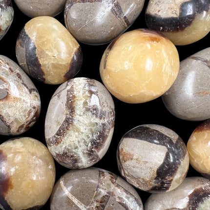 Septarian Palm Stones from Raven's Cauldron, 6 N Sandusky St, Delaware, OH 43015