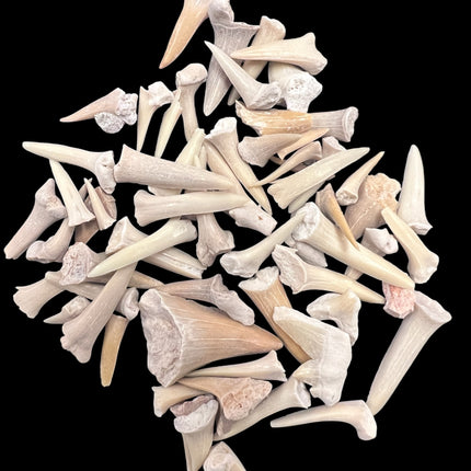 Shark Teeth, 1oz , from Raven's Cauldron, 6 N Sandusky St, Delaware, OH 43015