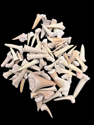 Shark Teeth, 1oz , from Raven's Cauldron, 6 N Sandusky St, Delaware, OH 43015