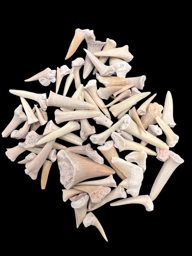 Shark Teeth, 1oz , from Raven's Cauldron, 6 N Sandusky St, Delaware, OH 43015