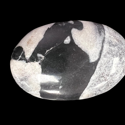 Shell Jasper Palm Stones from Raven's Cauldron, 6 N Sandusky St, Delaware, OH 43015