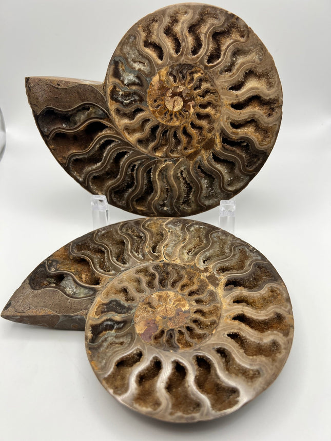 Ammonite Pair - Large - Raven's Cauldron