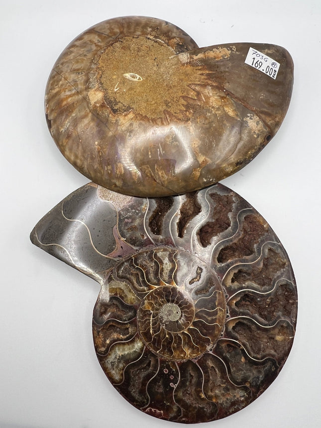 Ammonite Pair - Large - Raven's Cauldron