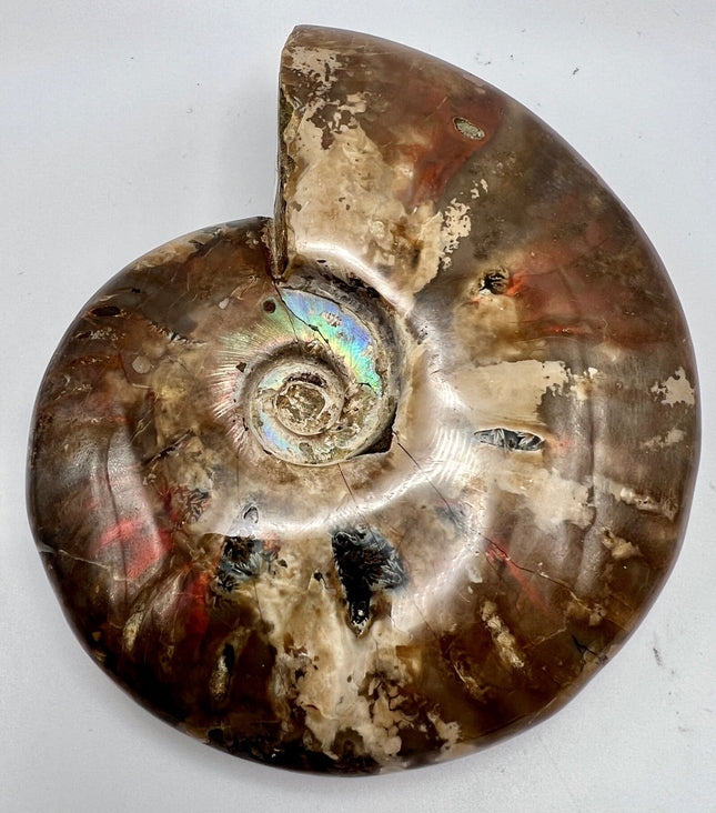 Ammonite - Red Flash - Raven's Cauldron