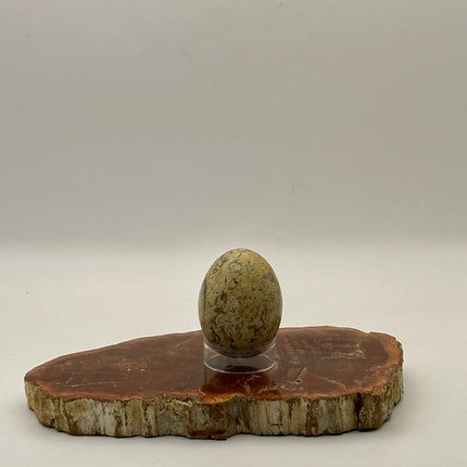 Fossil Coral Egg - Raven's Cauldron