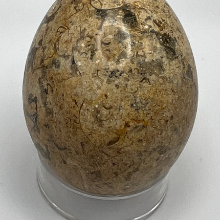 Fossil Coral Egg - Raven's Cauldron