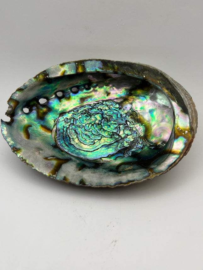 Abalone_Shell_Ravens_Cauldron_6_North_Sandusky_Street_Delaware_Ohio_43015