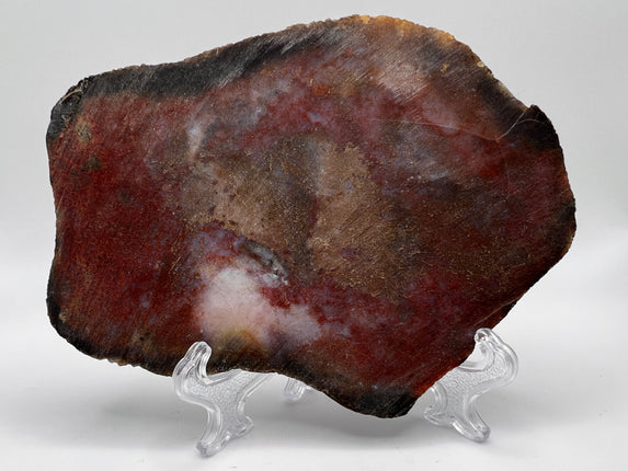 Petrified Wood Slab - Raven's Cauldron