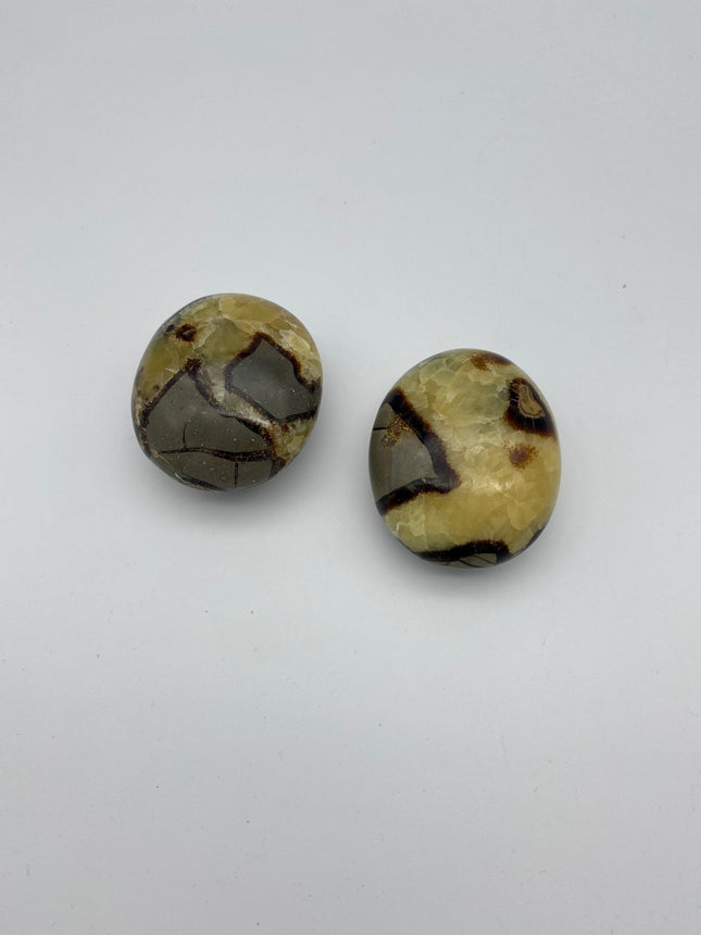 Septarian palm stone - Raven's Cauldron